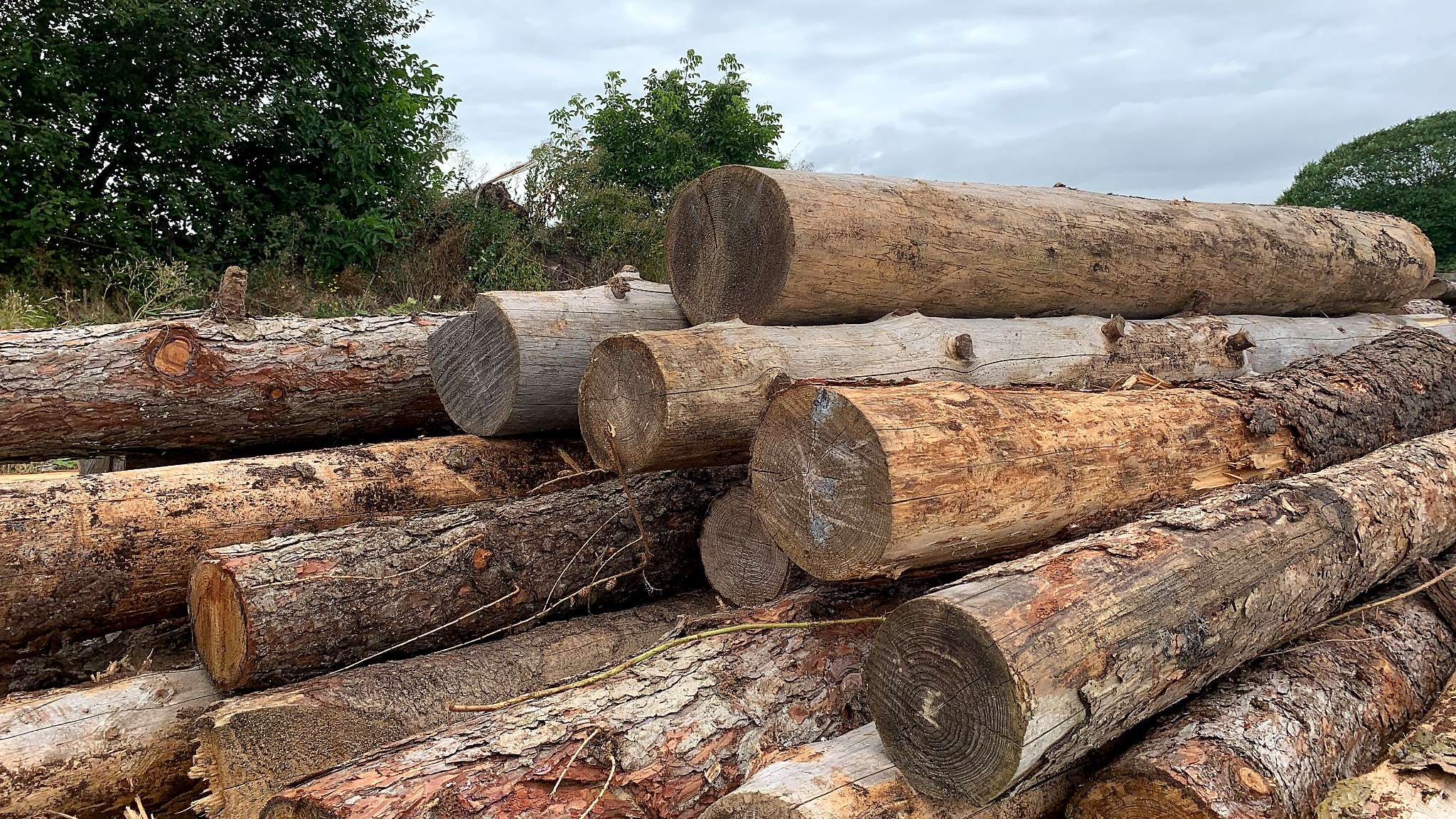 Getrennt gelagertes Stammholz unterschiedlicher Dimensionen auf einem Holzlagerplatz