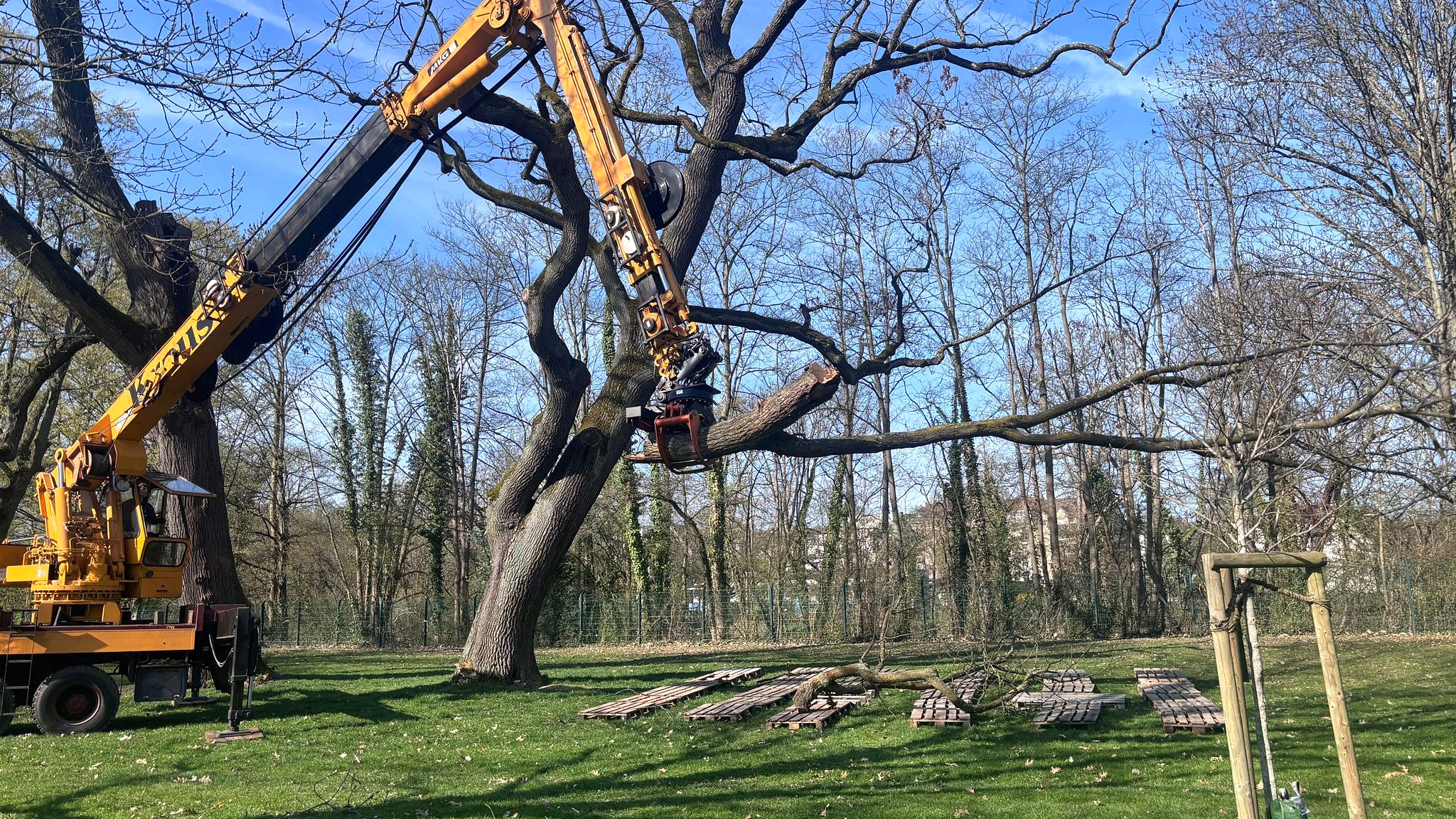 Baumfällungen Kranfällung eines Großbaumes in Limburg mit Teleskopkran