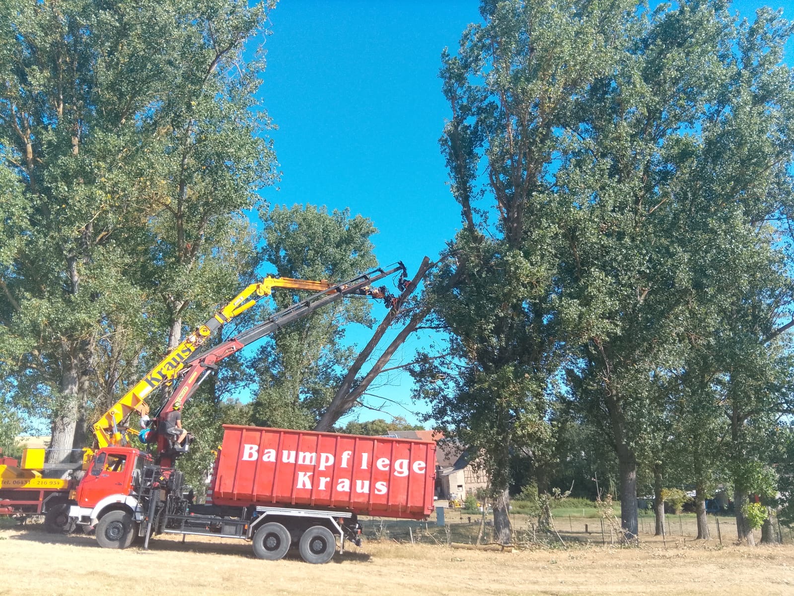 Zwei Krane der Baum- und Gartenpflege Kraus bei der kontrollierten Demontage eines großen Laubbaums