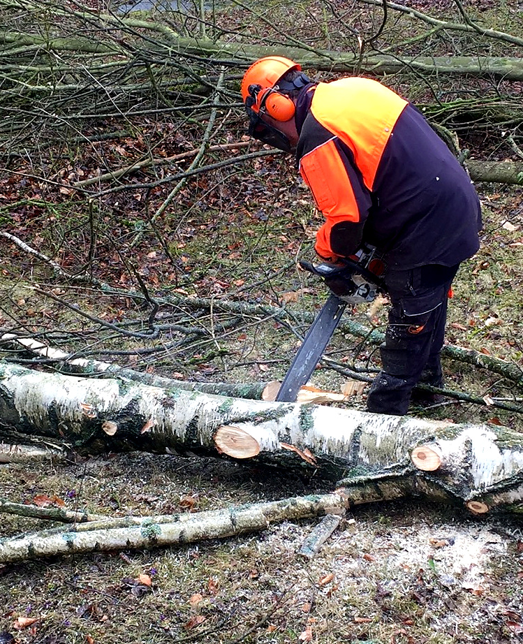 Mitarbeiter der Baum- und Gartenpflege Kraus bei der Aufarbeitung eines gefällten Baumstamms
