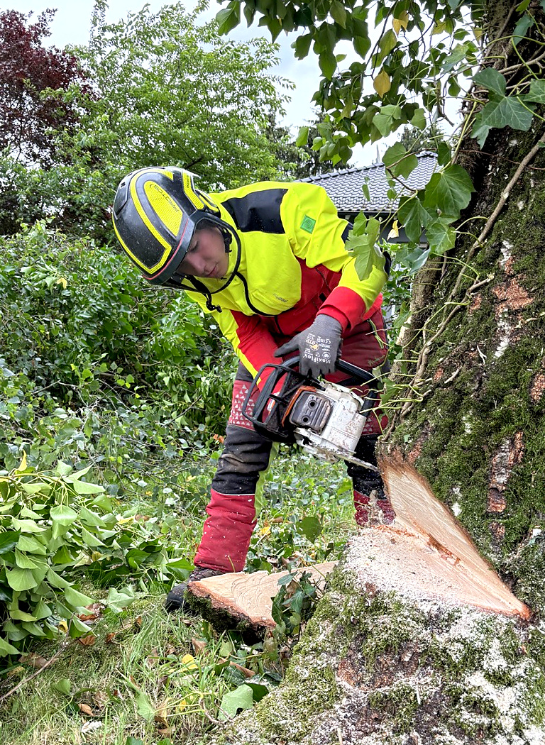 Mitarbeiter beim Anlegen des Fällkerbs mit der Motorsäge in einem Garten