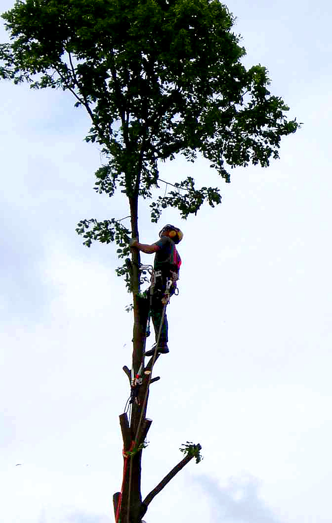 Baumkletterer mit persönlicher Schutzausrüstung und Kletterseilen auf einem teilweise abgetragenen Baum