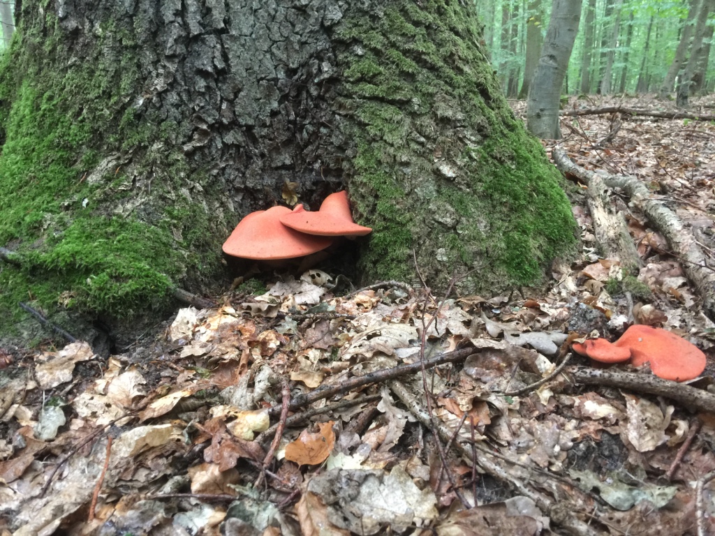 Gefährdungsbeurteilung bei Baumarbeiten