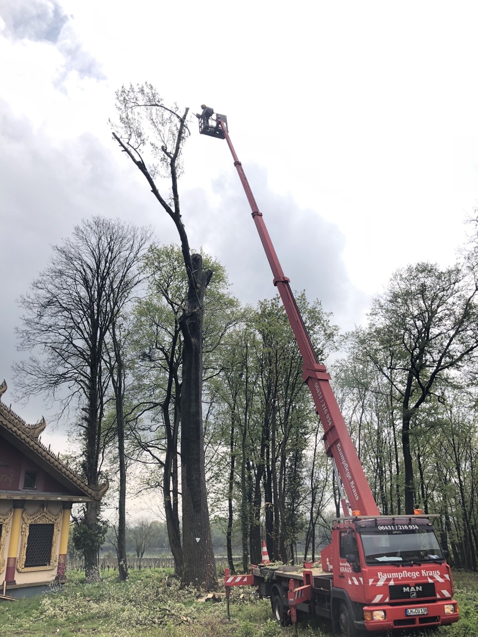Ruthmann Hubarbeitsbühne der Baum- und Gartenpflege Kraus bei Arbeiten an einem hohen Naturdenkmal in Oestrich-Winkel am burmesischen Tempel.