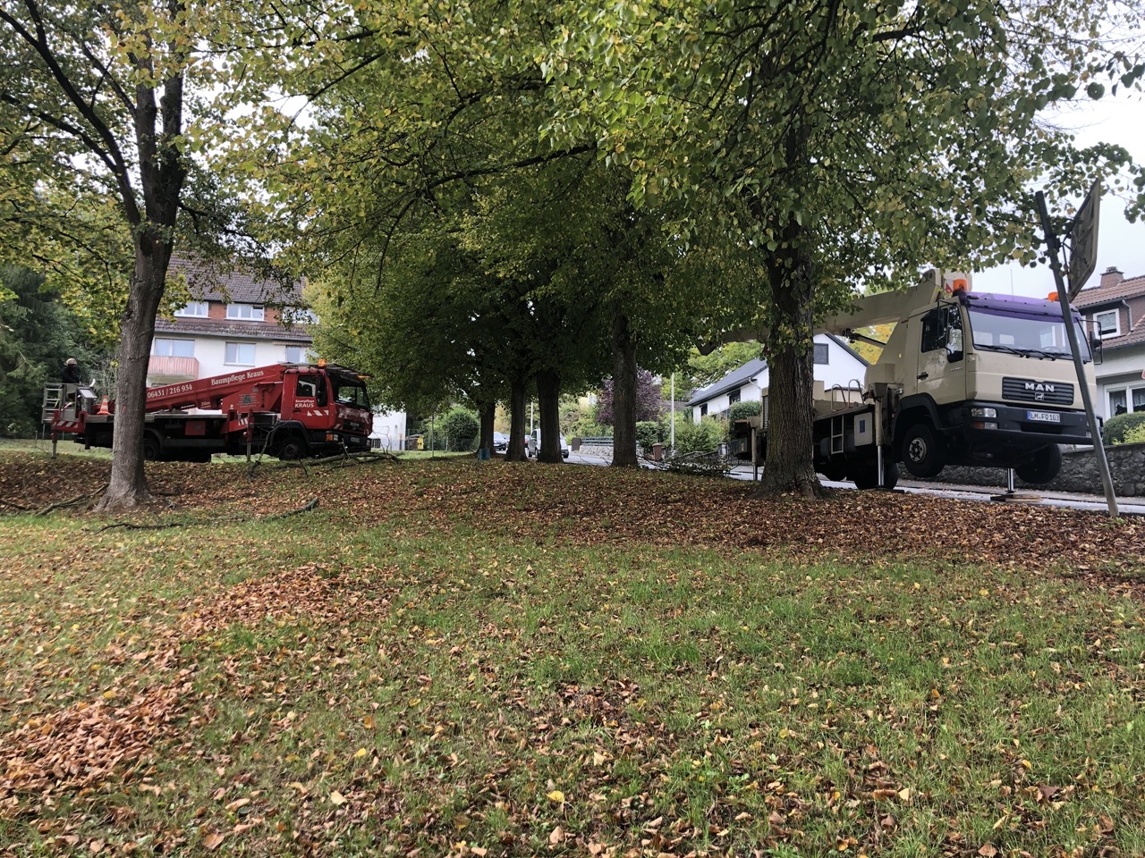 Ruthmann- und WUMAG-Hubarbeitsbühnen der Baum- und Gartenpflege Kraus im gemeinsamen Einsatz an einer Baumreihe.