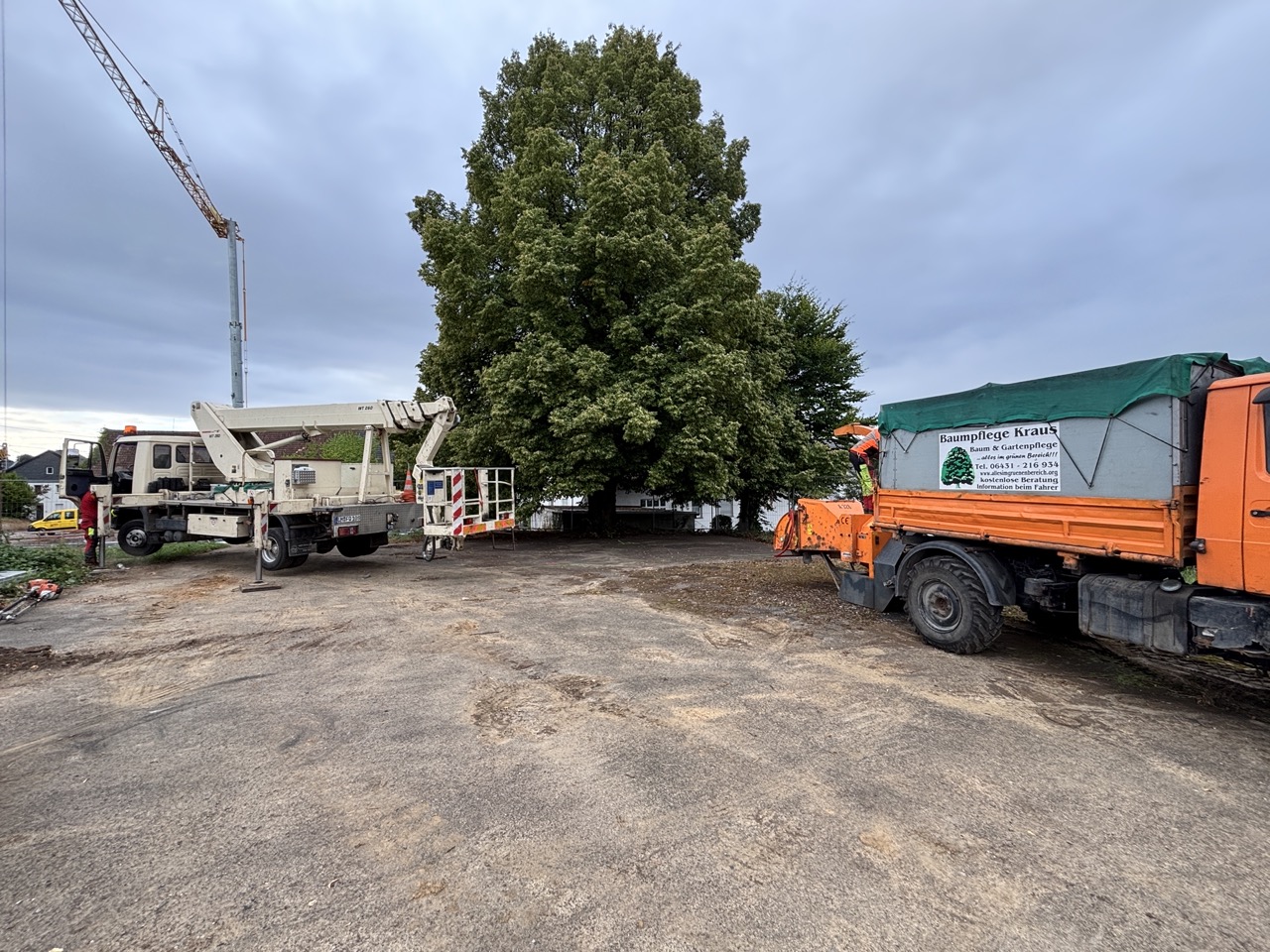 WUMAG-Hubarbeitsbühne und Unimog der Baum- und Gartenpflege Kraus an einem großen Laubbaum
