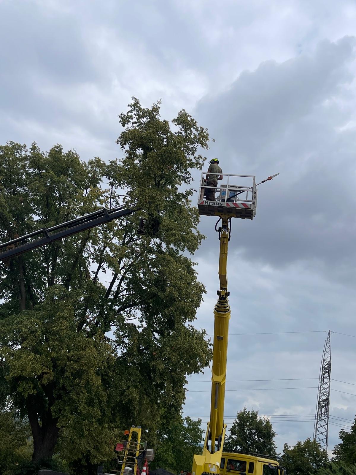 Baumpflege mit Hubarbeitsbühne und Ladekran an einem großen Baum.