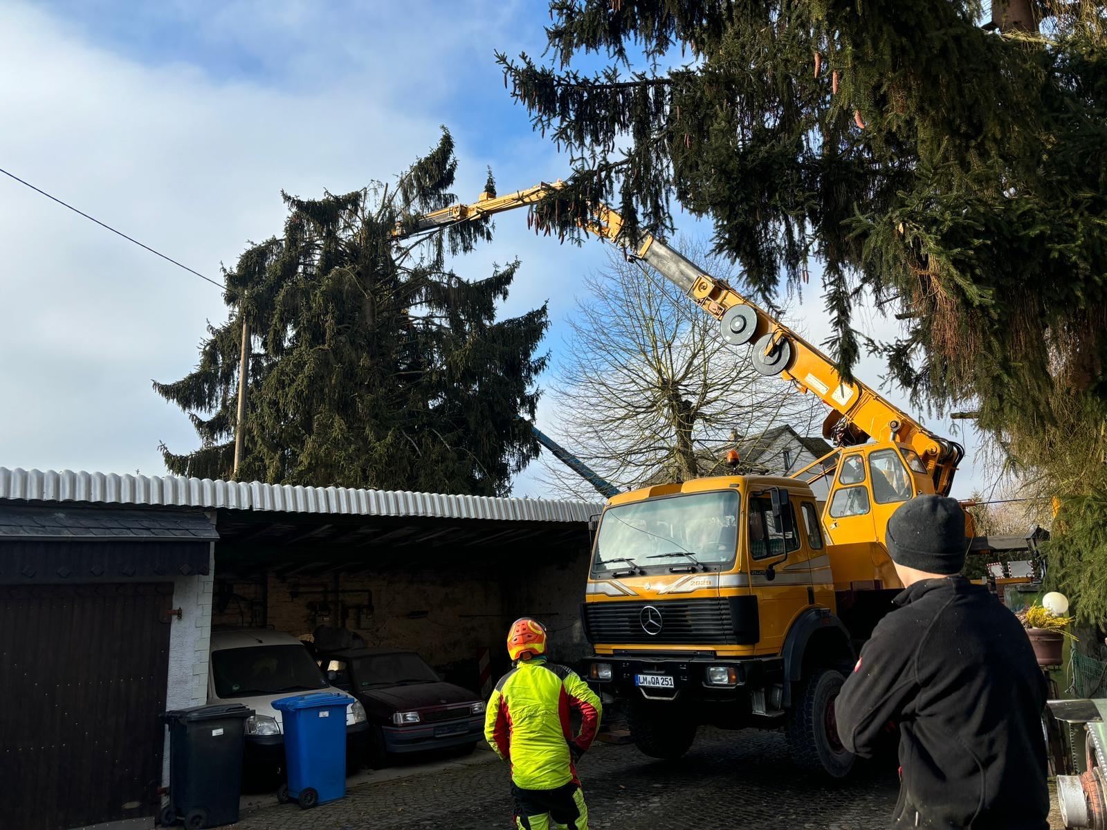 Mitarbeiter der Baum- und Gartenpflege Kraus bei einem abgesicherten Kranfällungseinsatz an einer Fichte.